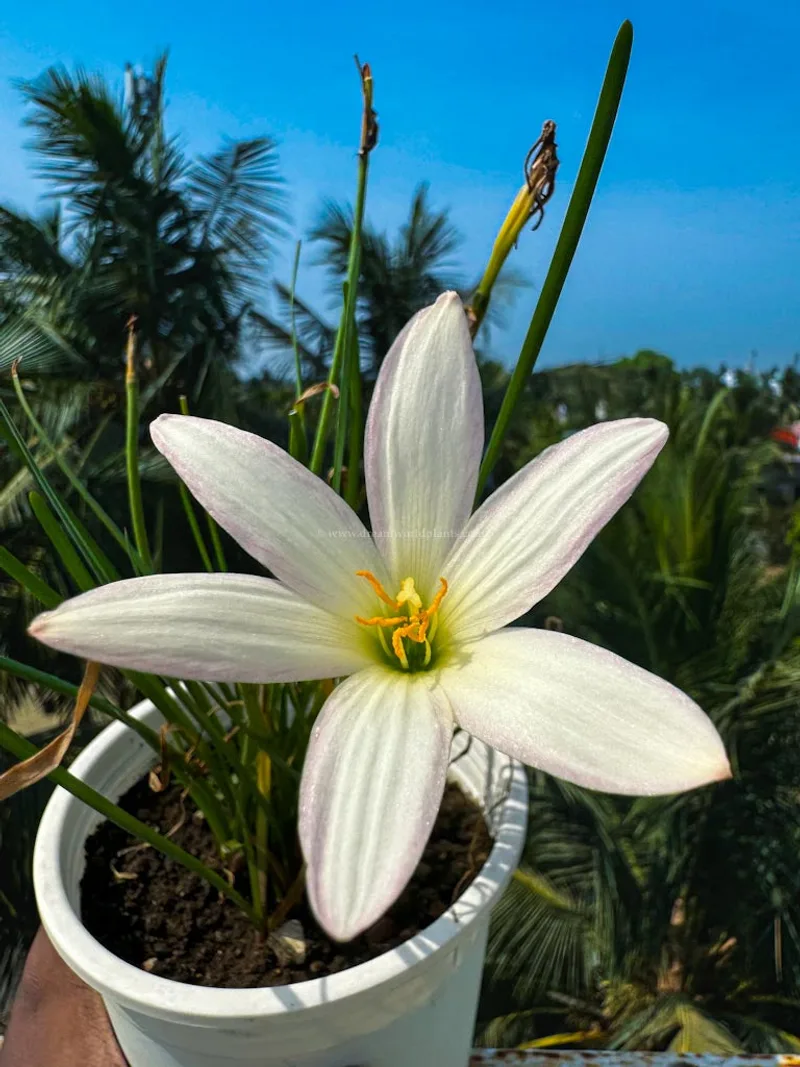 Rain Lily Pride of Gatagone β photo 1