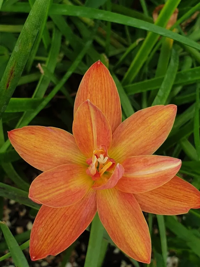 Rain Lily Charoenrant β photo 2
