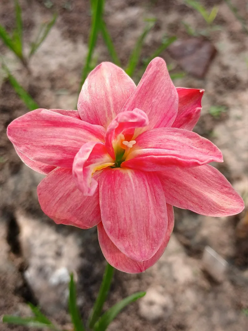 Rain Lily Nalinthara β photo 3