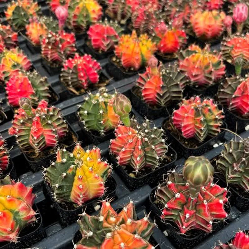 Cactus Gymnocalycium Mihanovichii Variegata ( Bare root ) β photo 3
