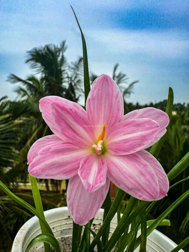 Rain Lily Turandot β photo 3