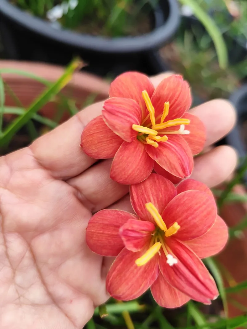 Rain Lily Sunston β photo 2