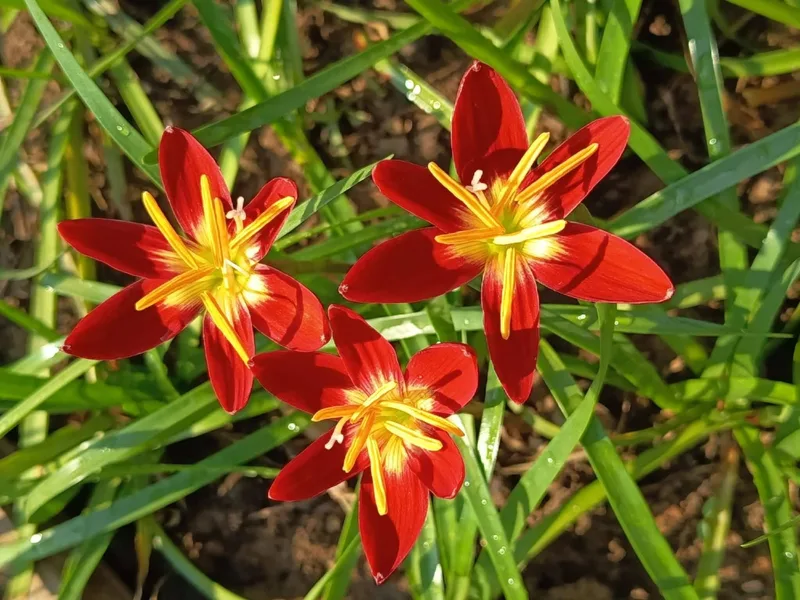 Rain Lily Red Fire β photo 3