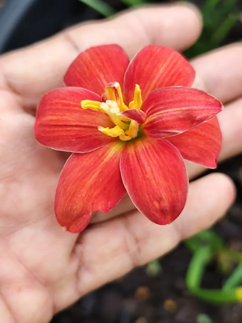 Rain Lily Premium Picks — 5 — photo 1