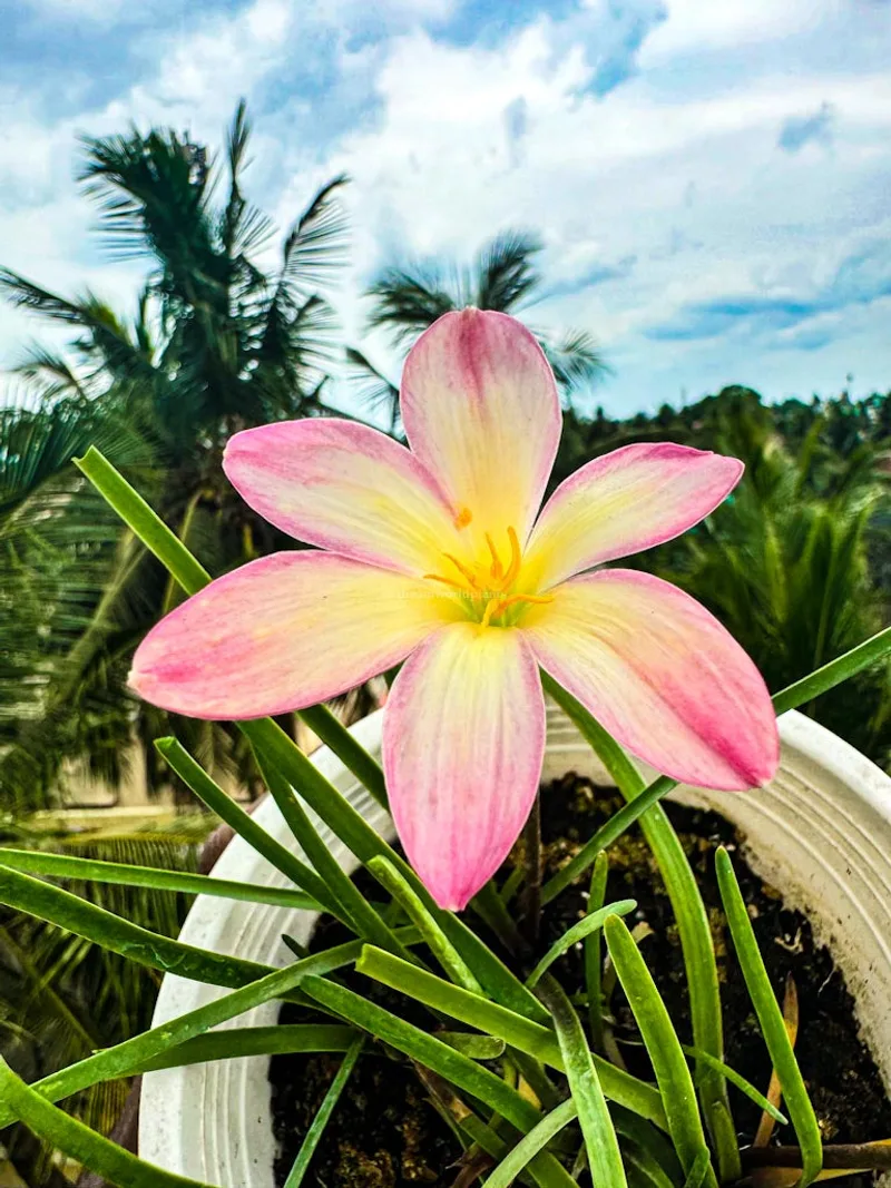 Rain Lily Champa β photo 2