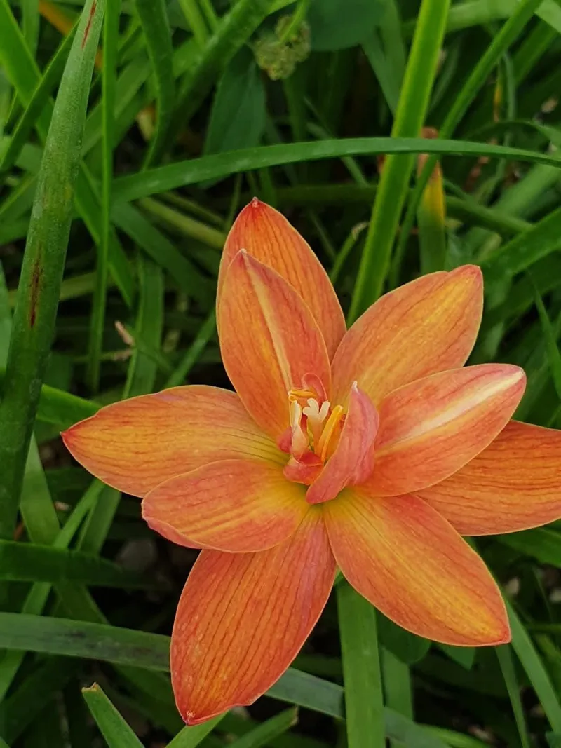 Rain Lily Charoenrant β photo 1