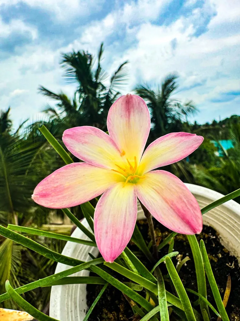 Rain Lily Champa β photo 3
