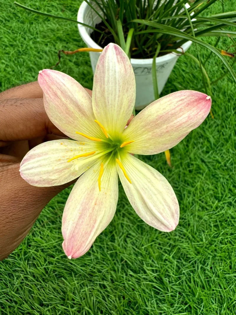 Rain Lily Callor β photo 3