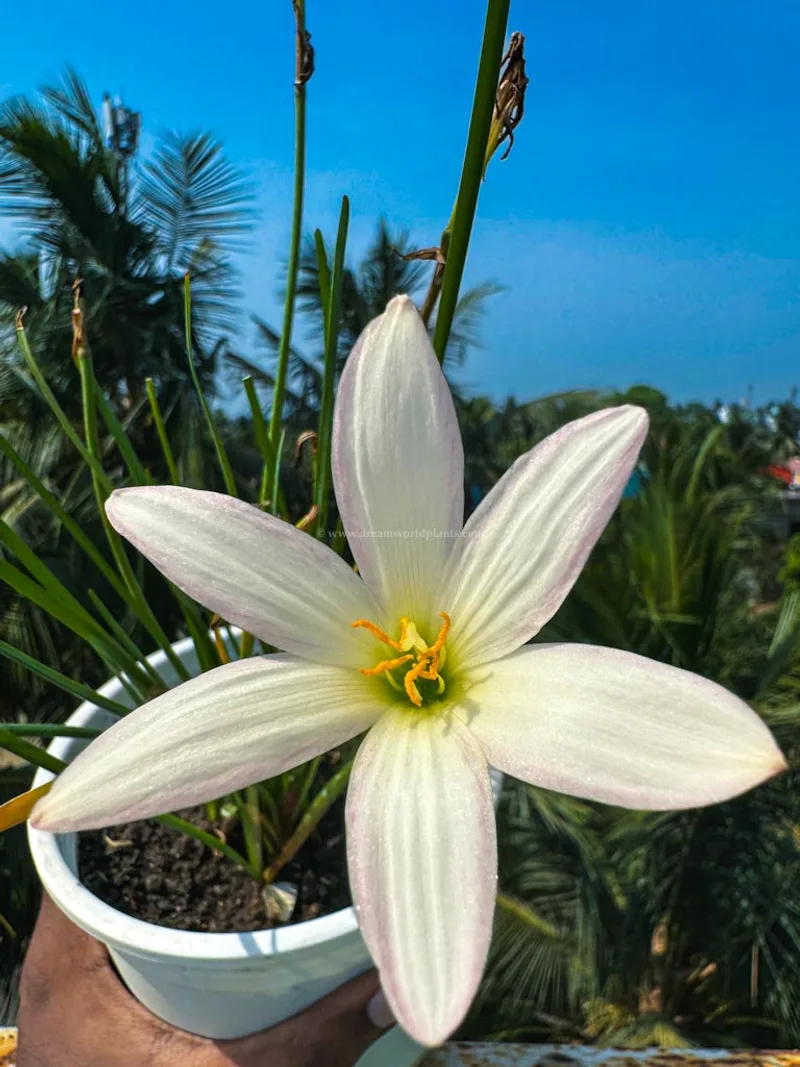 Rain Lily Pride of Gatagone β photo 3
