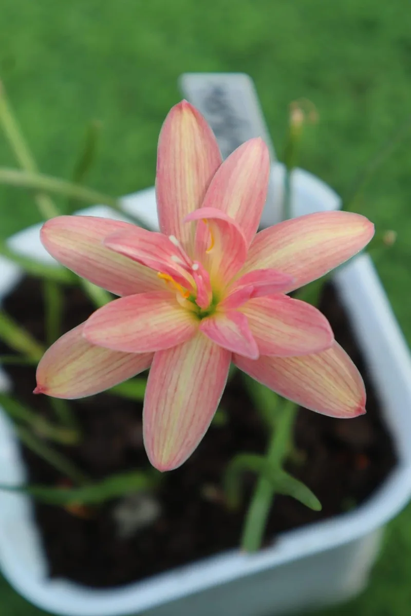 Rain Lily Beauty Mystic β photo 3