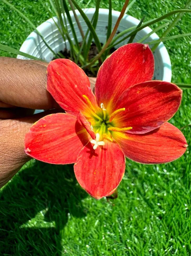 Rain Lily Window-Sill 5 — photo 1
