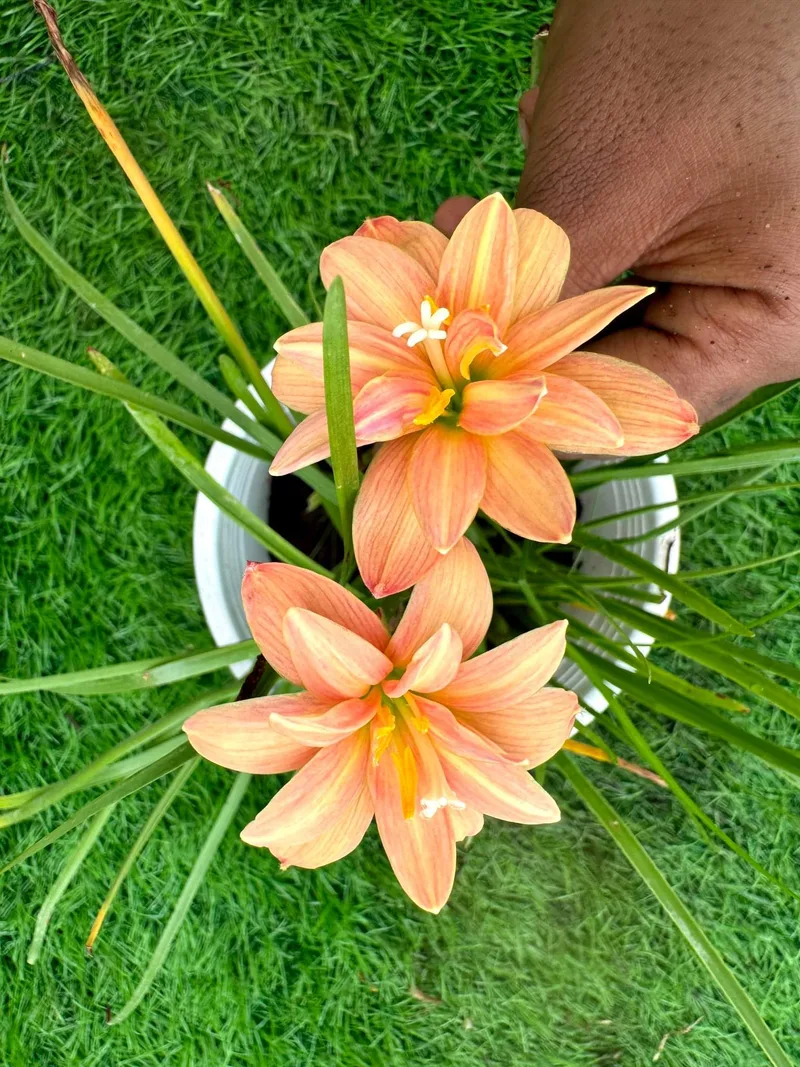 Rain Lily Orange Spy β photo 1