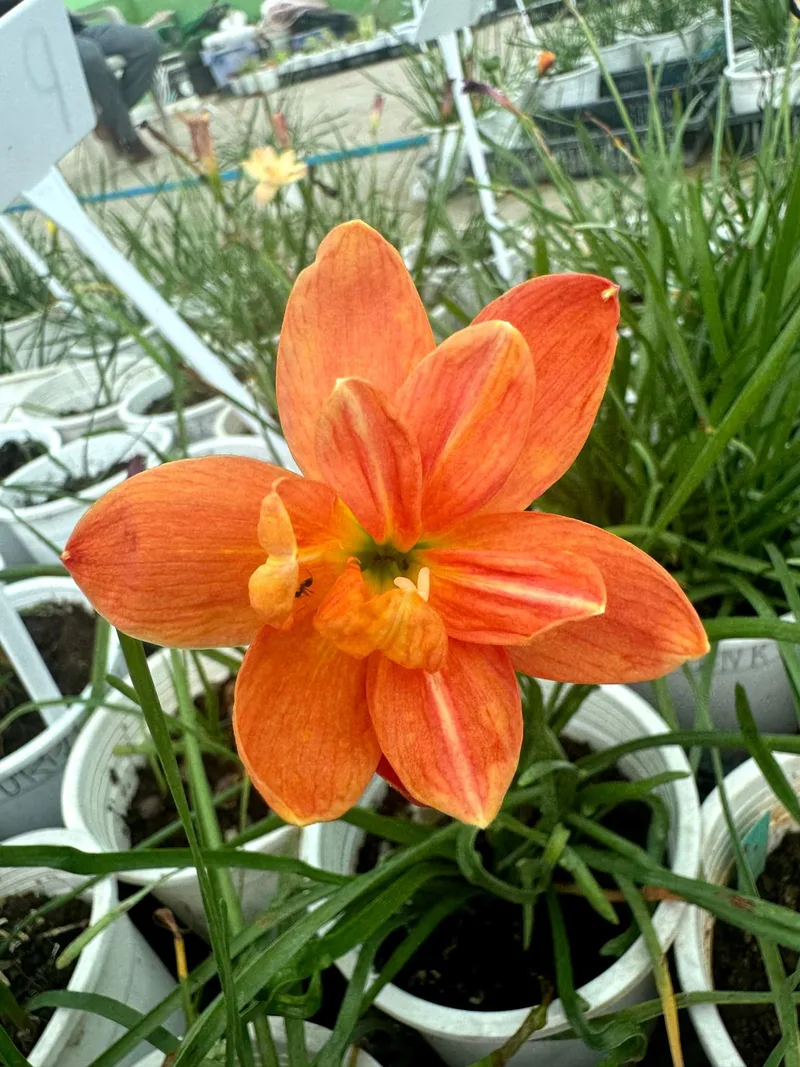 Rain Lily Passion β photo 1