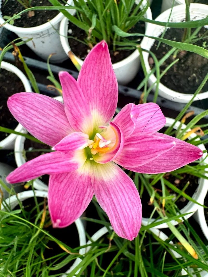Rain Lily Boutique — 7 — photo 1