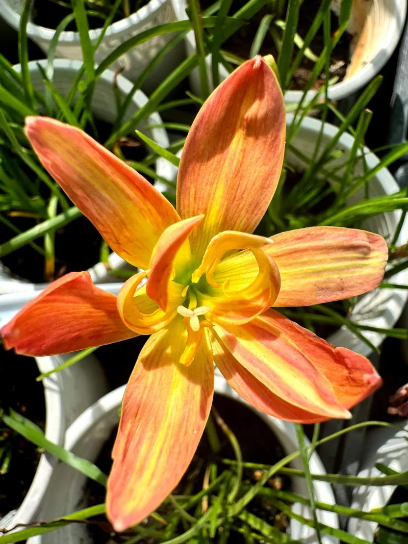 Rain Lily Spring β photo 1