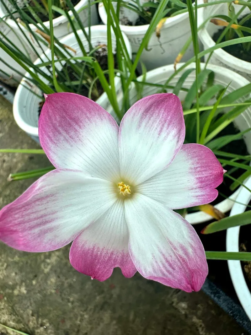 Rain Lily Sugar Plum β photo 1