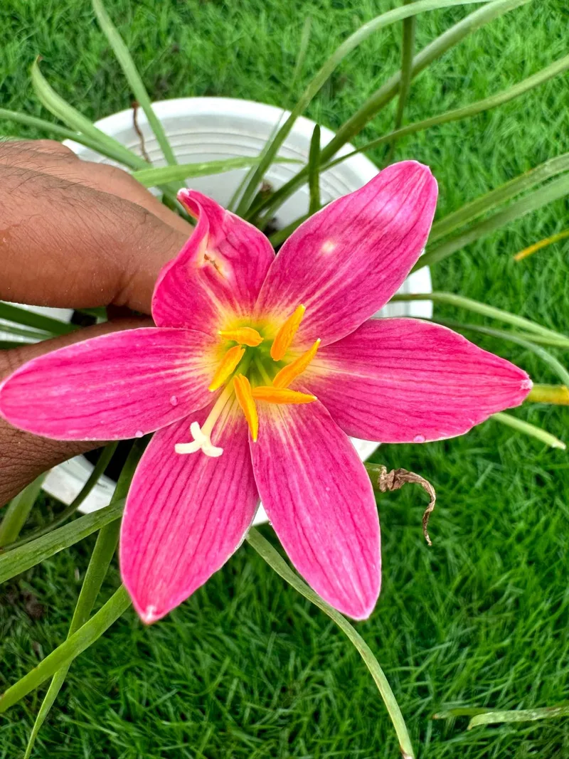 Rain Lily Suree β photo 1