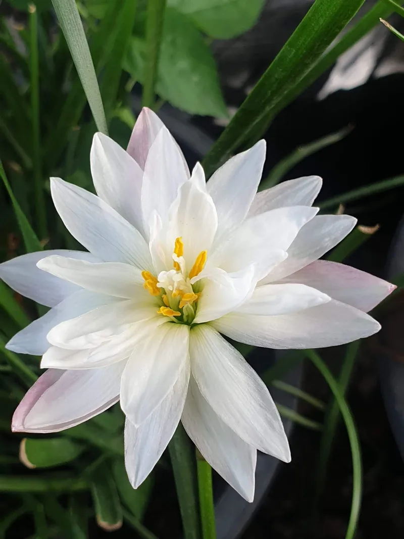 Rain Lily Phorn Sawan β photo 1