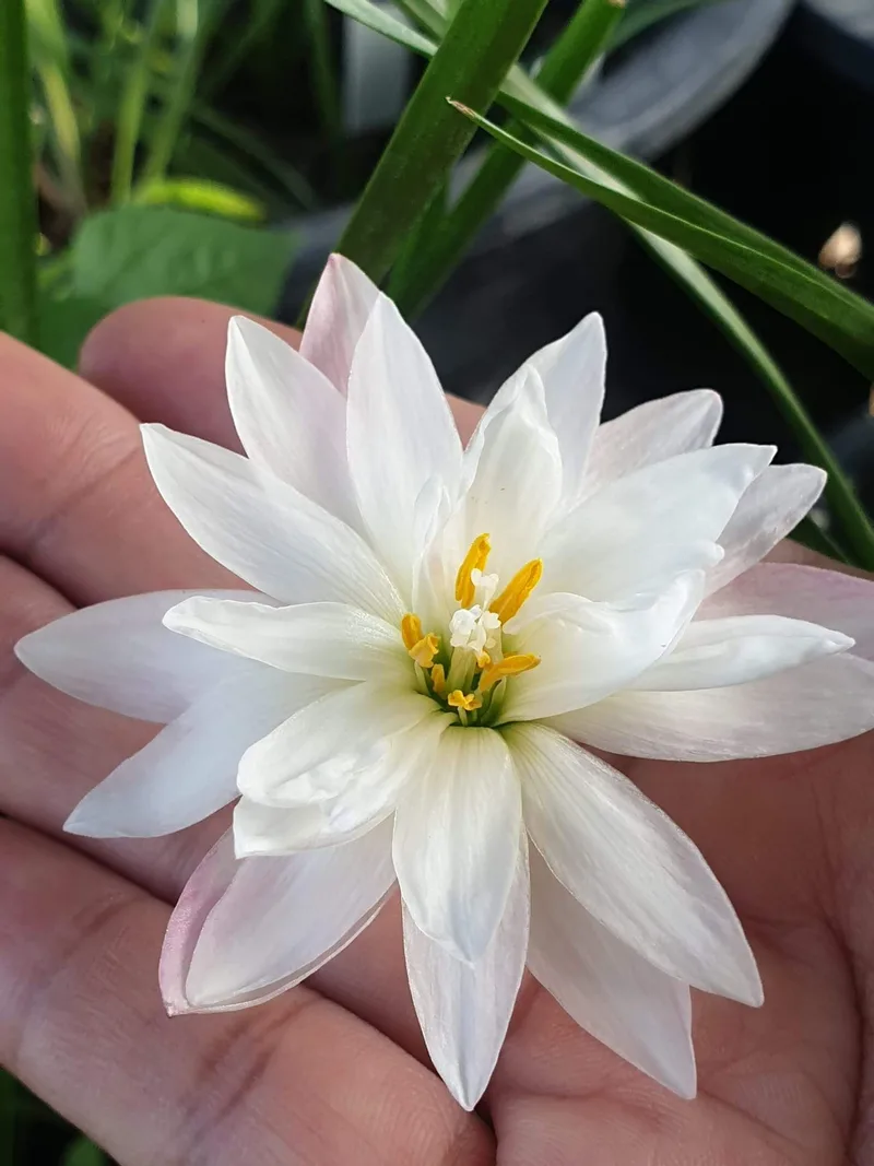 Rain Lily Phorn Sawan β photo 2