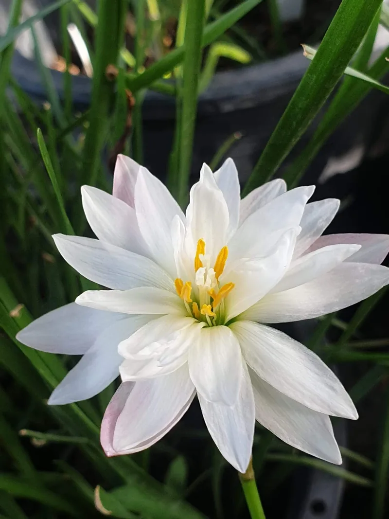Rain Lily Phorn Sawan β photo 3