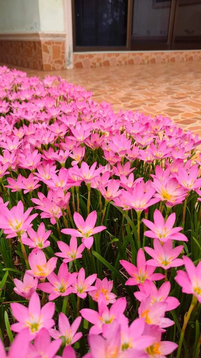 Rain Lily Rosea β photo 3