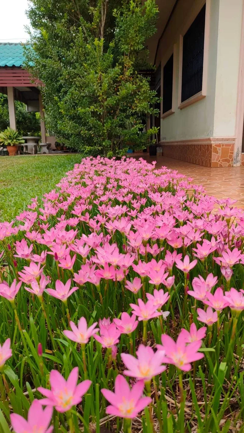 Rain Lily Rosea β photo 2