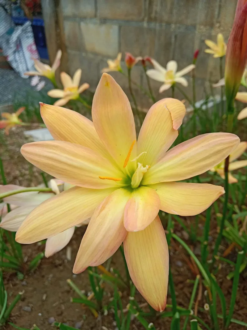 Rain Lily Block Party — 20 — photo 1