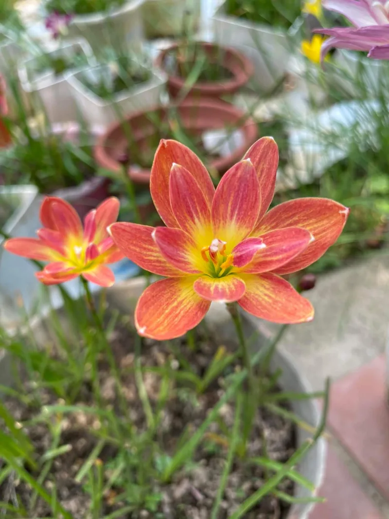 Rain Lily Ampharamphai β photo 1