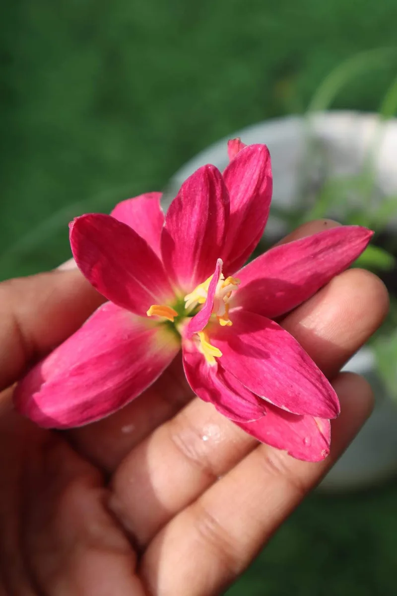 Rain Lily Black Prince's Ruby