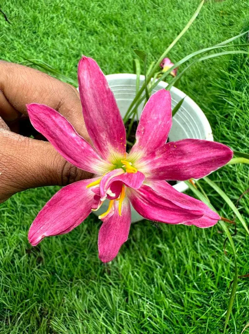 Rain Lily Black Prince's Ruby