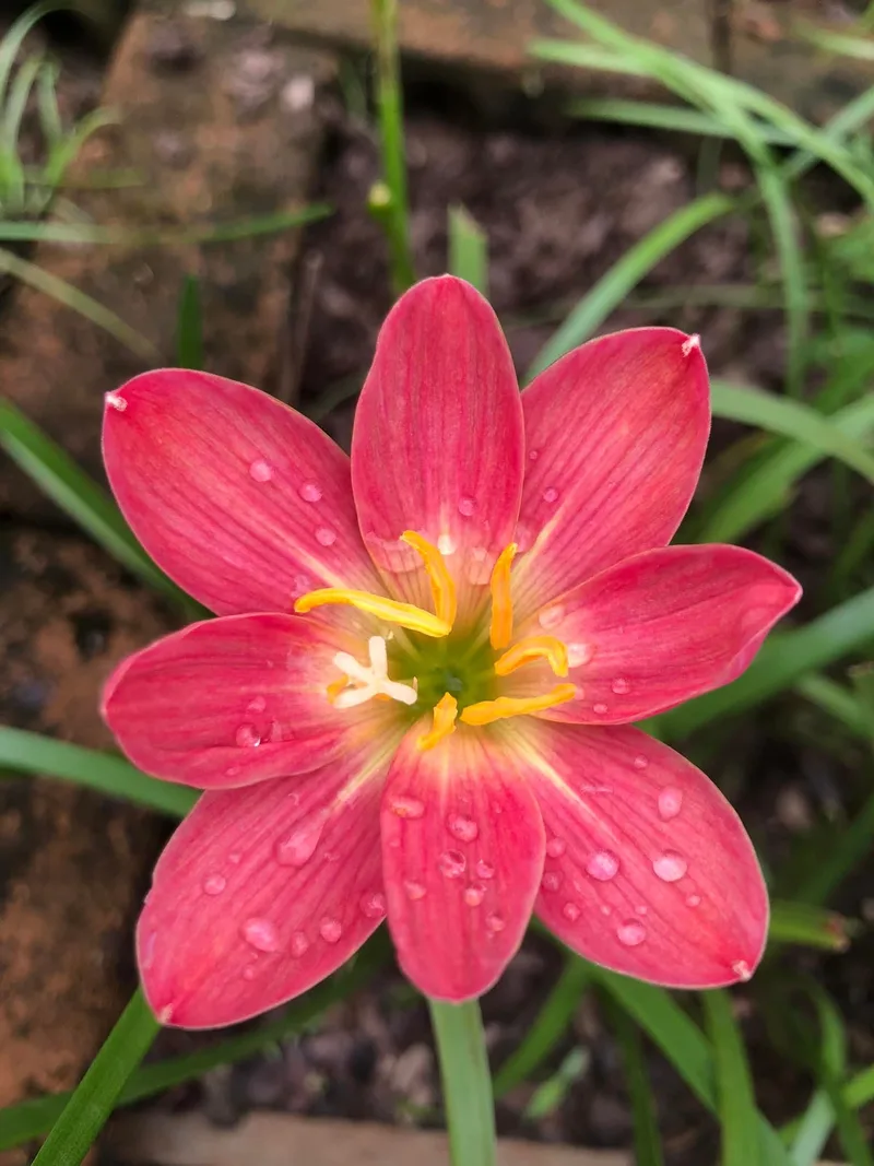 Rain Lily Red candy β photo 3