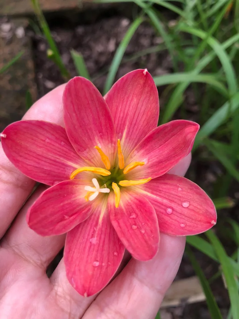 Rain Lily Red candy β photo 1