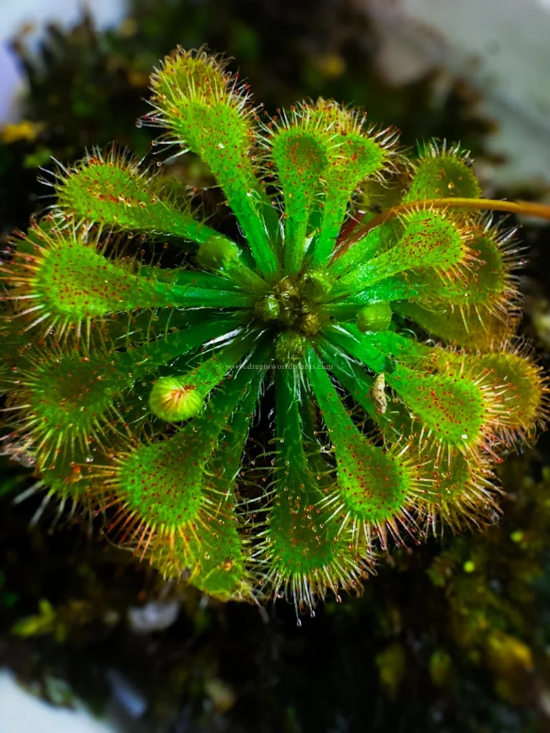 Drosera Tokaiensis β photo 2