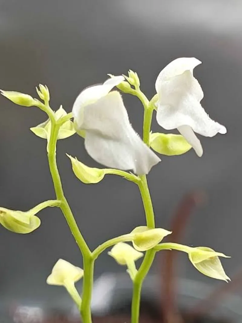 Utricularia Calycifida White Flower β photo 2