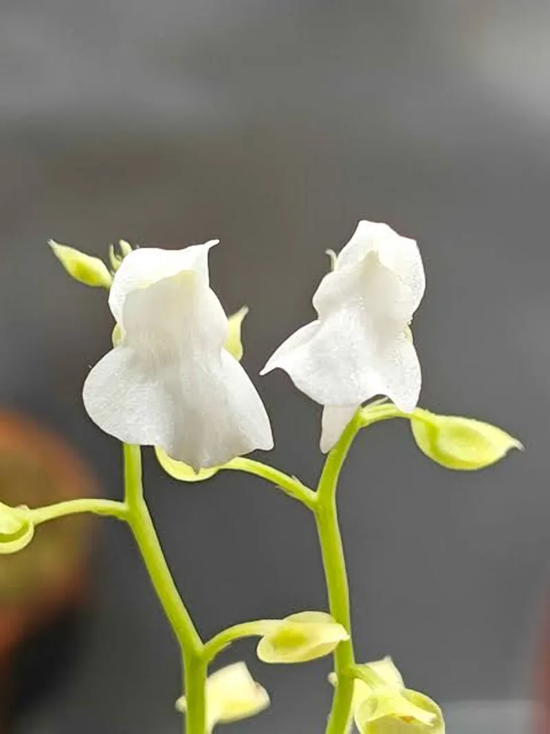 Utricularia Calycifida White Flower β photo 3