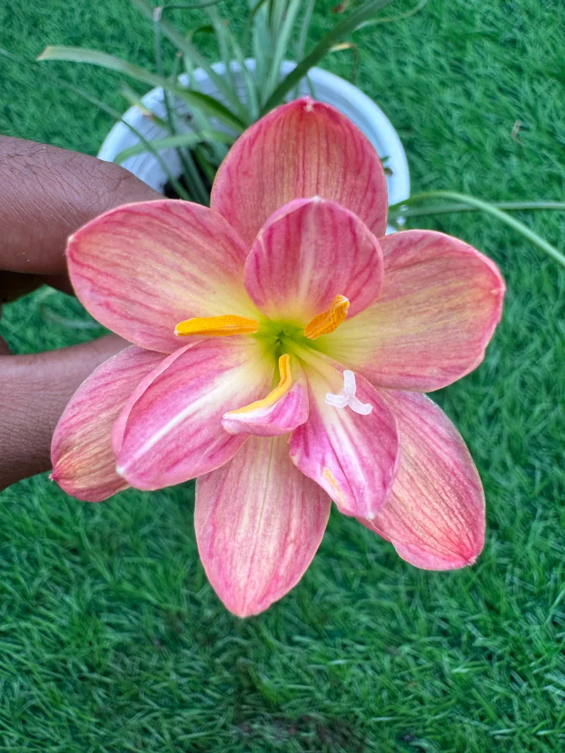 Rain Lily cissy flowery β photo 1