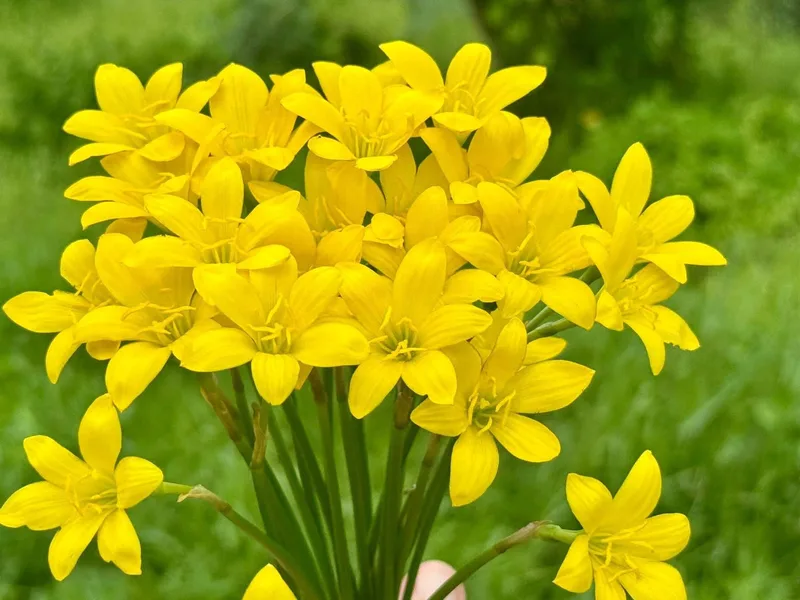 Rain Lily Citrina β photo 2