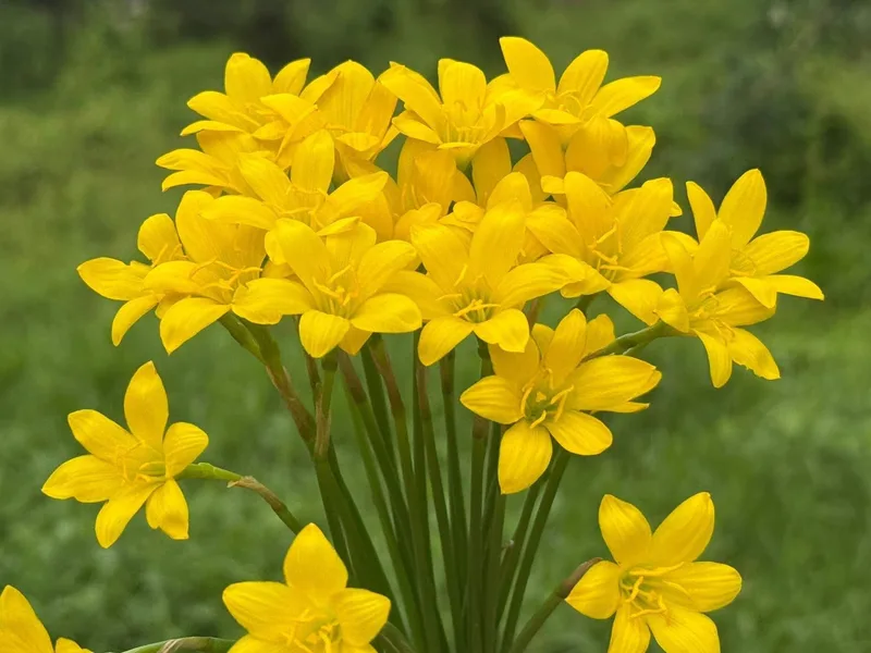 Rain Lily Citrina β photo 1