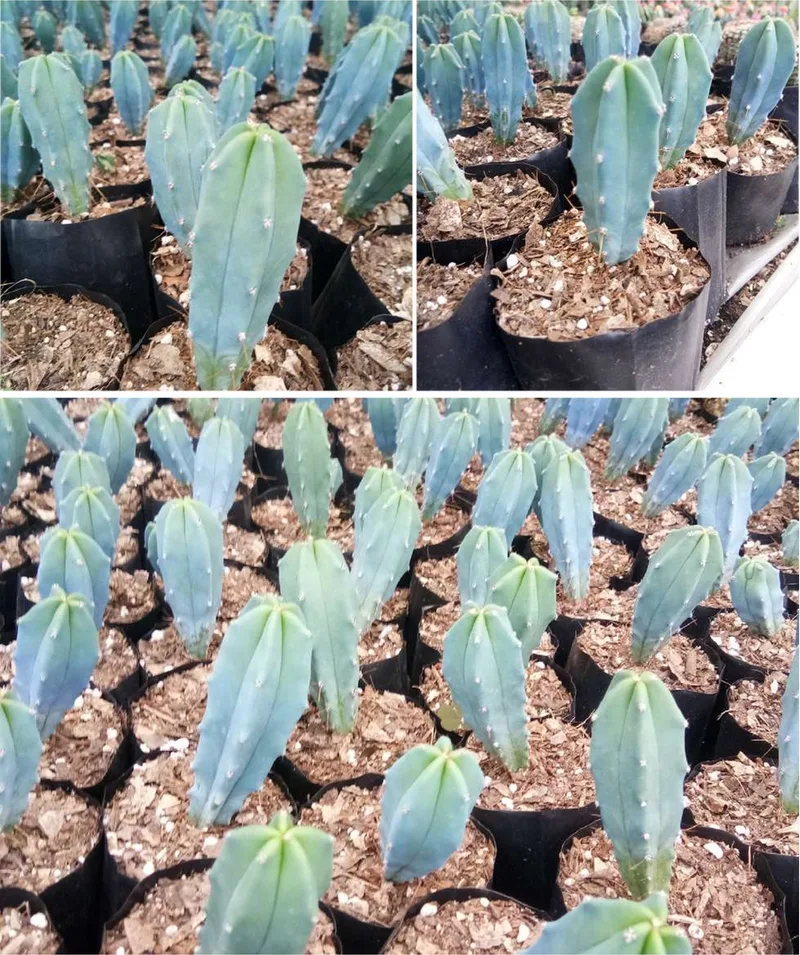 Cactus Myrtillocactus Geometrizans
(Blue Candle Cactus) ( Bare root )