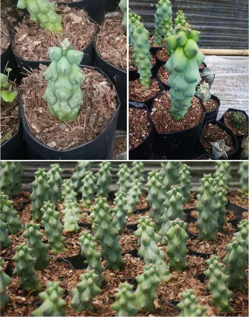 Cactus King's Court — 10 — photo 1