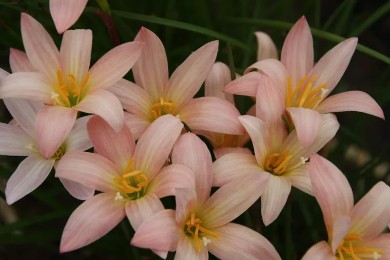 Rain Lily Prairie Sunset β photo 1