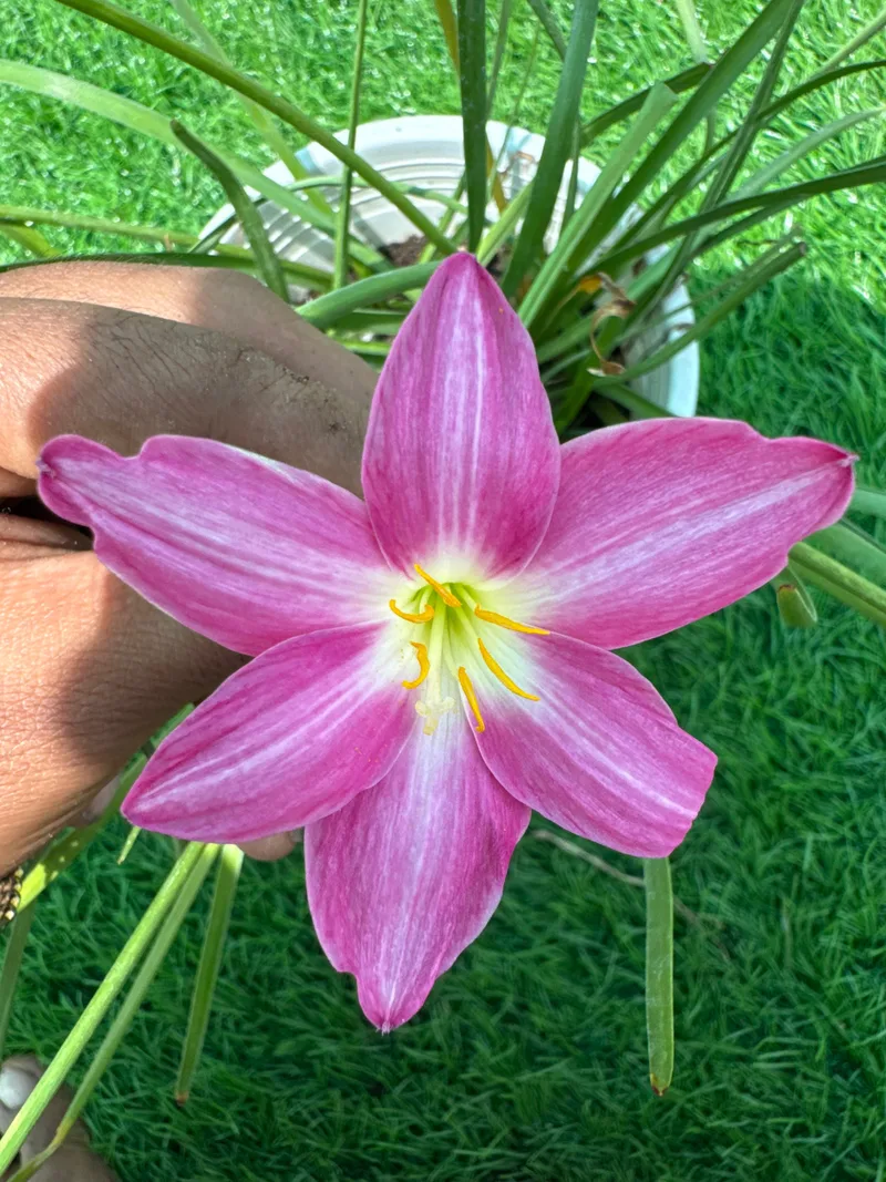 Rain Lily Tiny Trio — photo 1