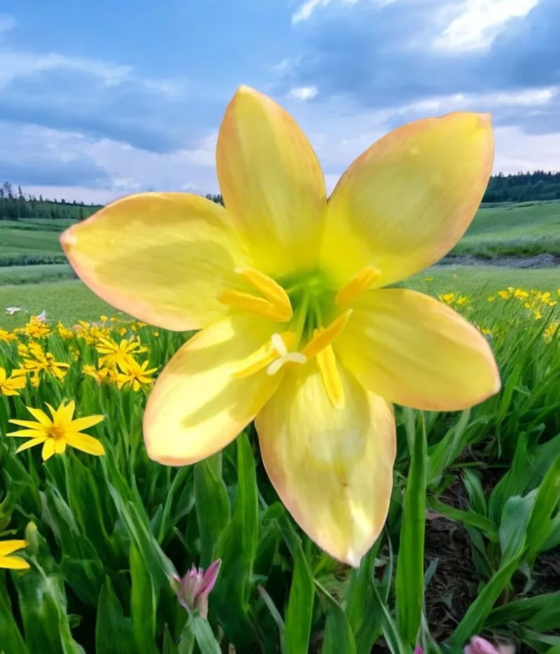 Rain Lily Yellow Mud β photo 1