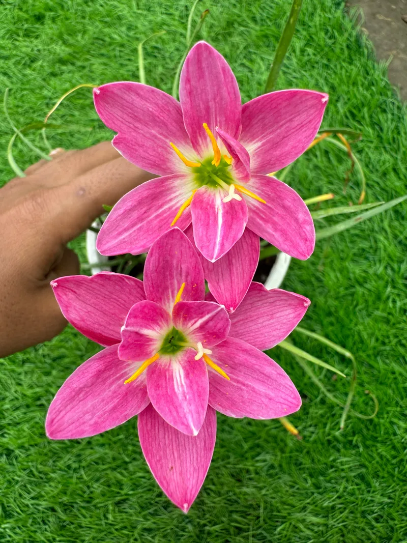 Rain Lily Purple Jade β photo 1