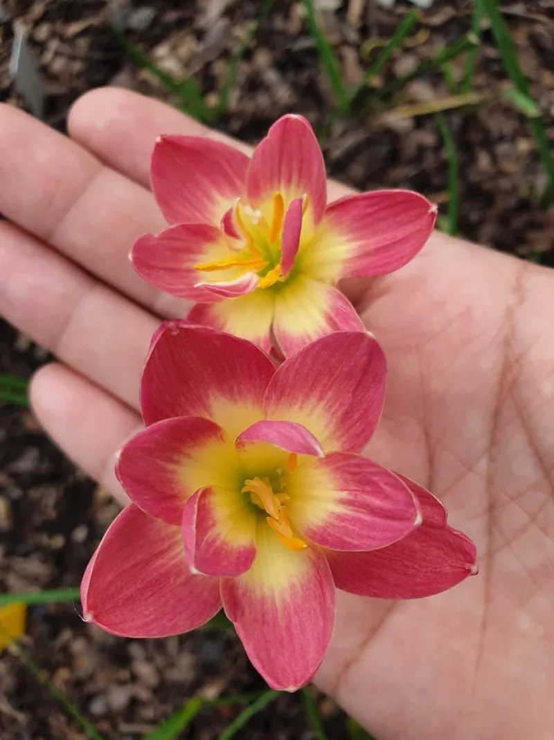 Rain Lily Pink Wadee β photo 1