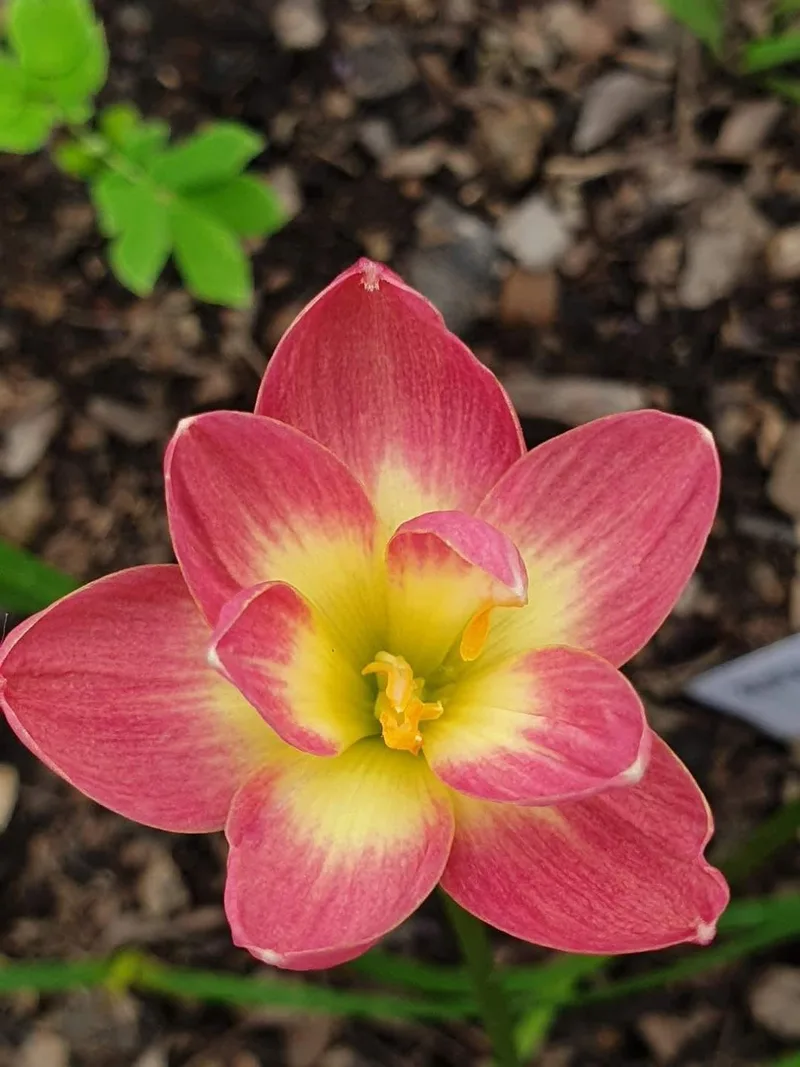 Rain Lily Pink Wadee β photo 2