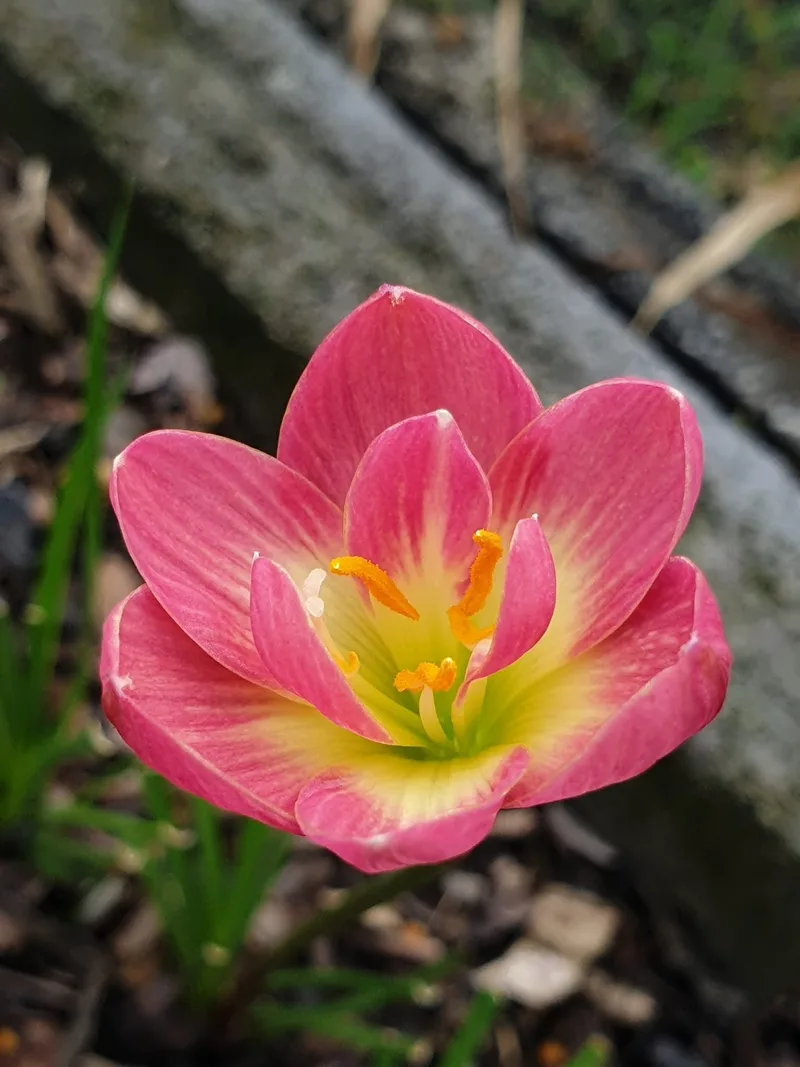 Rain Lily Pink Wadee β photo 3