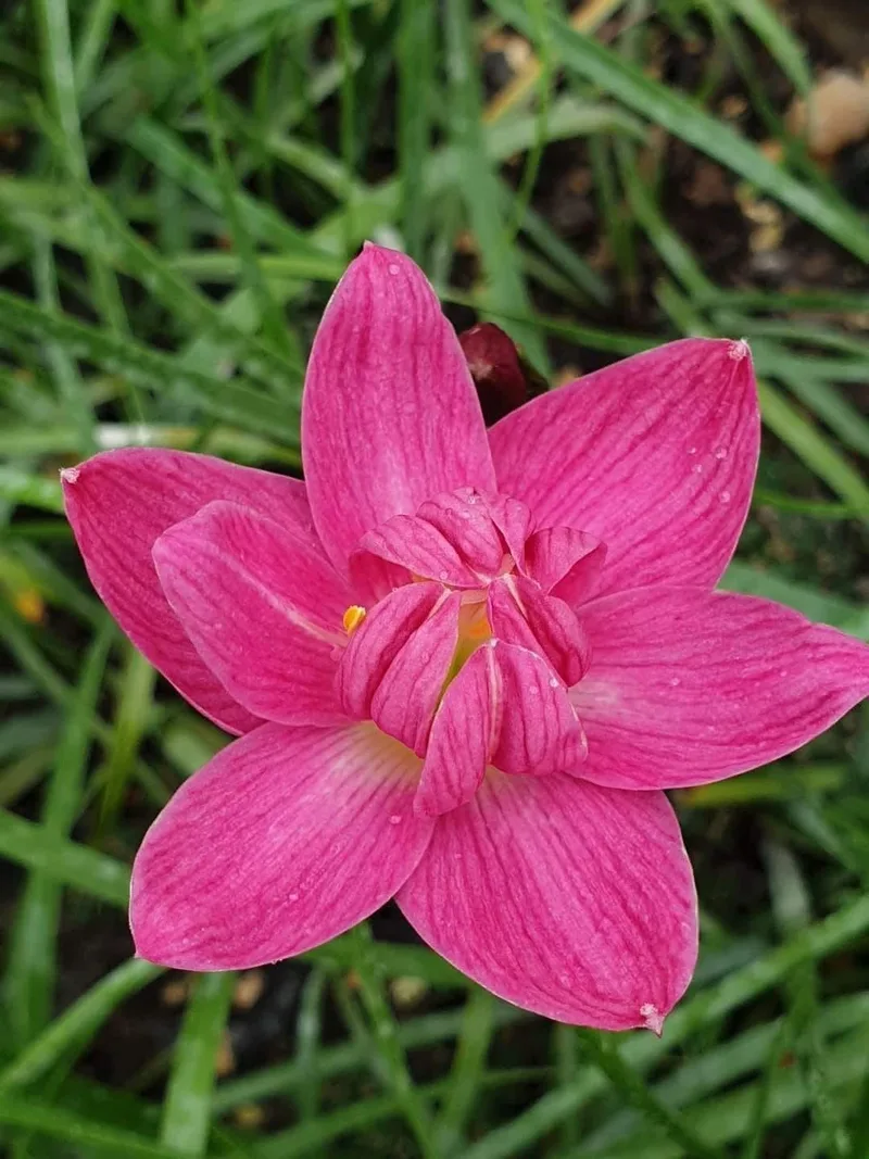Rain Lily Flora love β photo 1