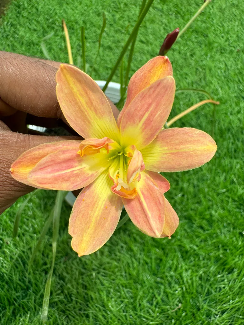 Rain Lily Crown Jewels — 5 — photo 1