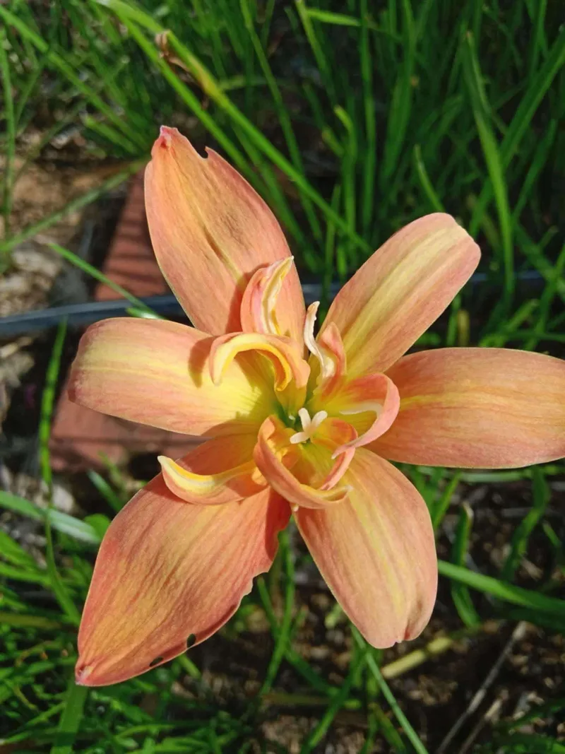 Rain Lily Spring β photo 3